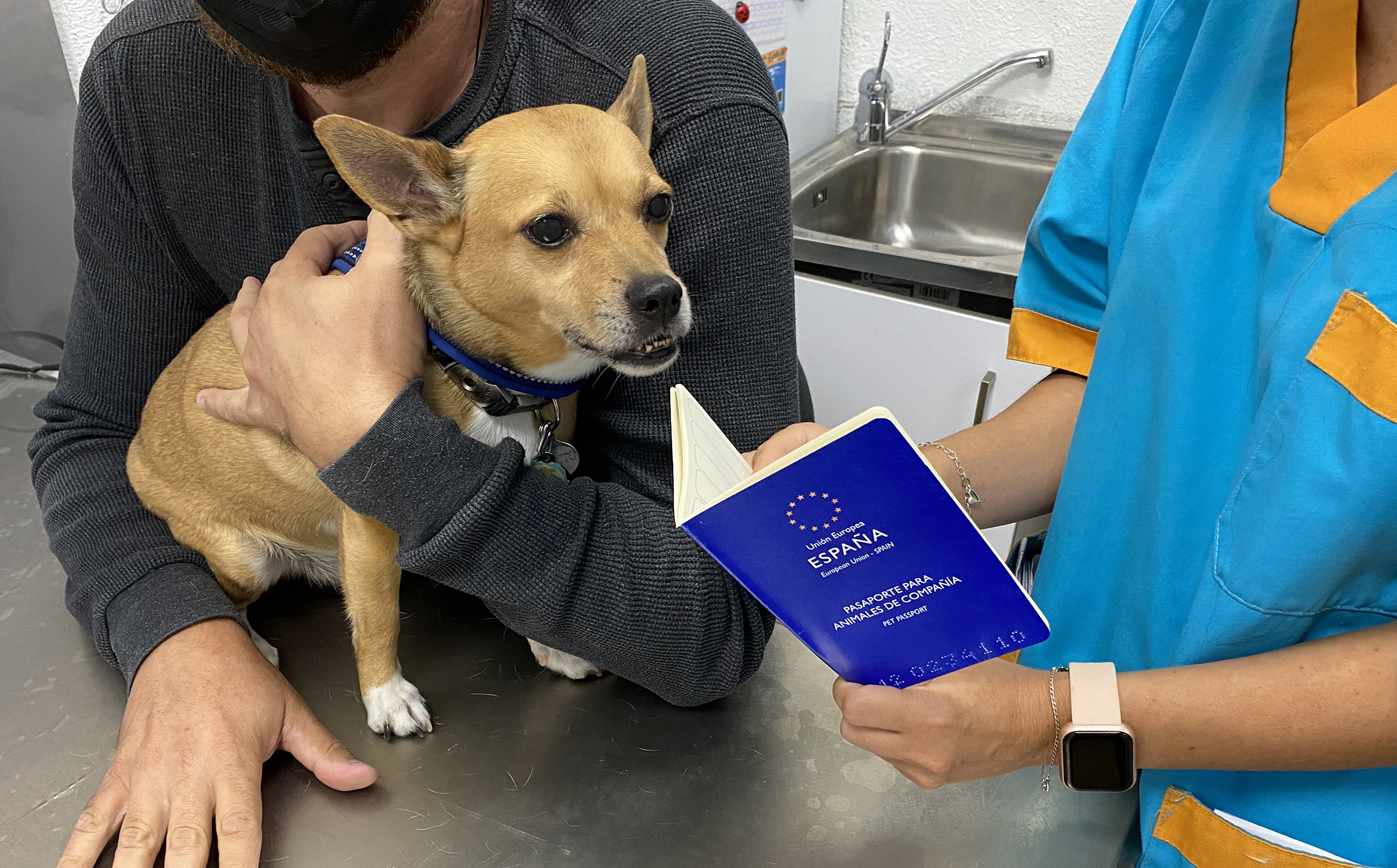 papito-veterinario-pasaporte-canino-imagen-de-jose-balido-c2021-c.jpg?profile=RESIZE_710x