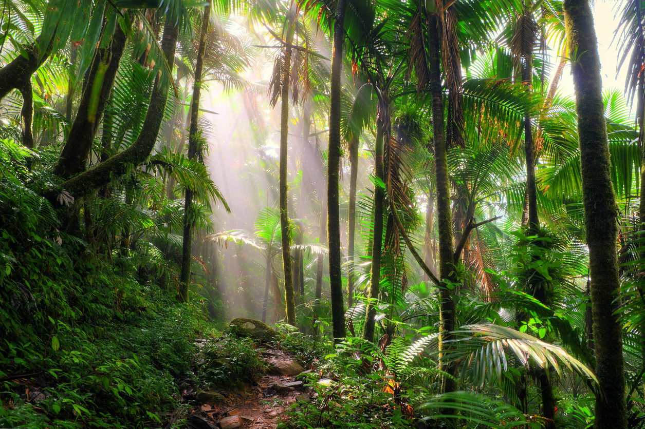 Bosque-Nacional-El-Yunque-Puerto-Rico