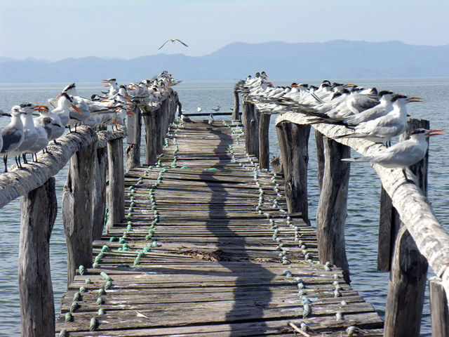 CostaRica_LaEnsenada_Valter Rossi