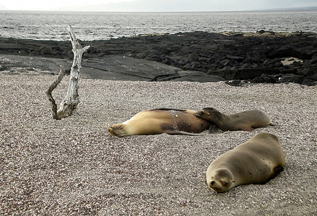 Galapagos 2