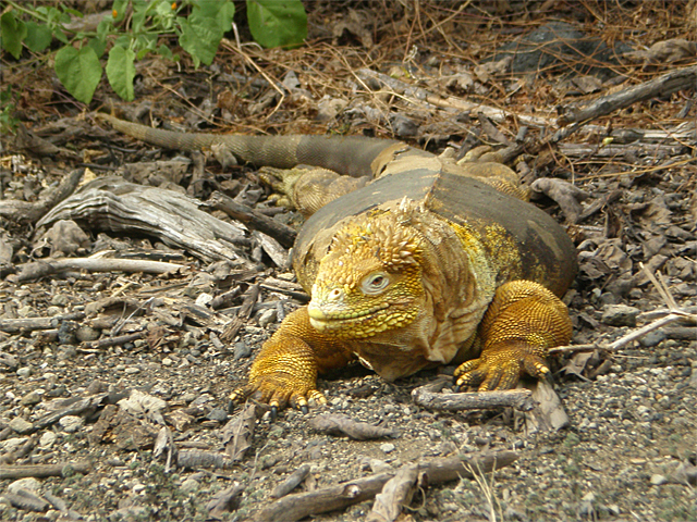 galapagos 3