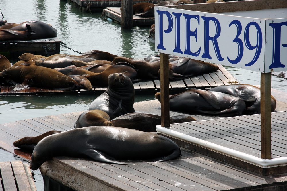 sea lions on Pier 39, Fishermans Wharf, San Francisco, California - Patara Limpanachaipornkul shutterstock_251031433