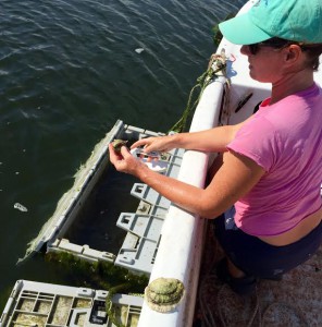 L2F Aug 15 pic USA Maine New England Portland Scarborough Nonesuch Oyster Farm DPA