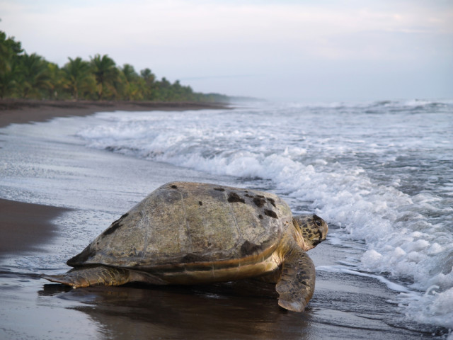 L2F Oct 15 pic Costa Rica Caribbean beaches Tortuguero Jarno Gonzalez Zarraonandia shutterstock_86708443