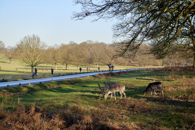 Britain England London parks Richmond Park Nando Machado shutterstock_240895507