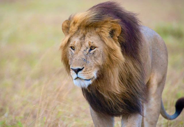 South Africa Kruger National Park lion sivanadar shutterstock_318557714