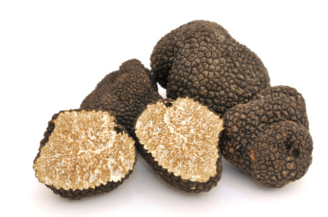 Spain food culinary balck truffles GraCon Design shutterstock_222228148