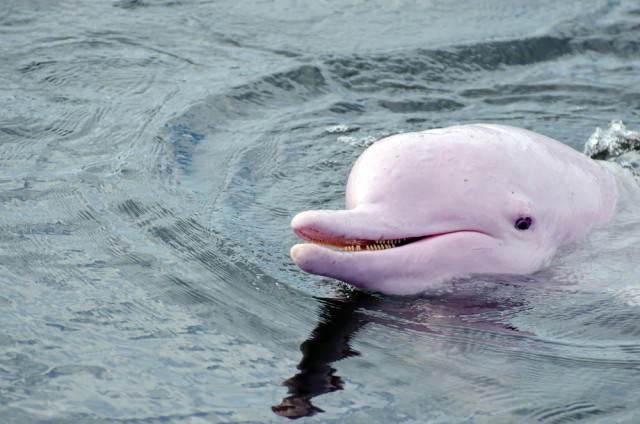 Peru Amazon Iquitos pink dolphin pruit phatsrivong shutterstock_164233874
