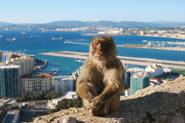 Gibraltar macacque Barbary Ape Scott Latham shutterstock_250663204