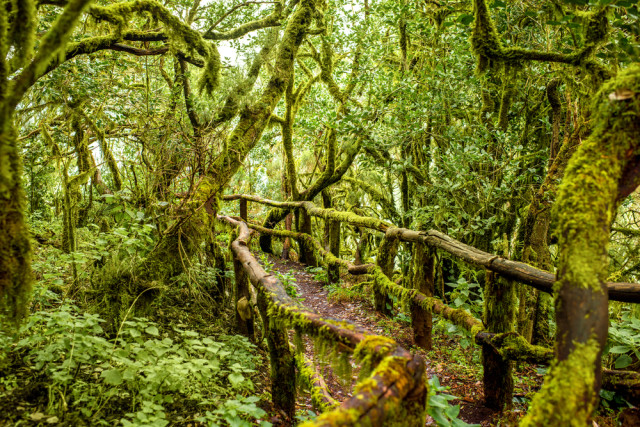 Spain Canary Islands La Gomera Garajonay Park laurels RossHelen shutterstock_381203101