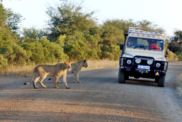 South Africa Kruger National Park safaris lions on road meunierd shutterstock_140027923