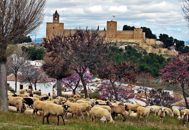 Spain Andalusia Camino Mozarabe sheep and castle