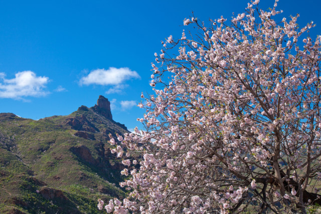 Spain Canary Islands Gran Canaria almond trees Tamara Kulikova shutterstock_323532290