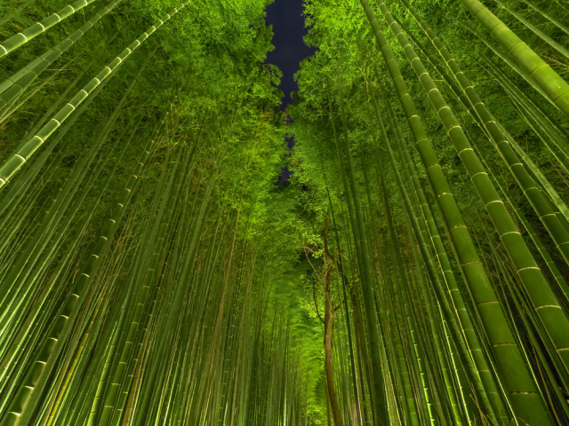 asia-japan-kyoto-arashiyama-sagano-bamboo-forest-night-ryusuke-komori-shutterstock_216490816