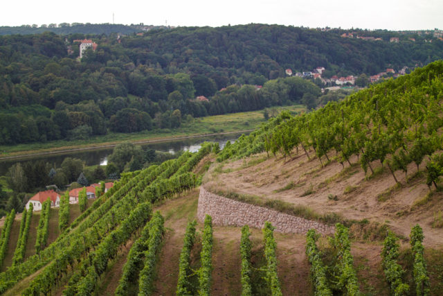 l2f-oct-16-pic-germany-saxony-meissen-vineyard-scimmery-shutterstock_471387707