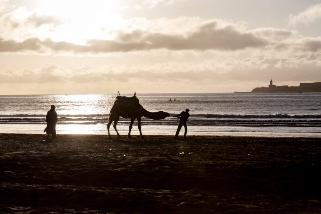 l2f-dec-16-pic-morocco-essaouira-beach-sunset-camel-dominika-zarzycka-shutterstock_517175905