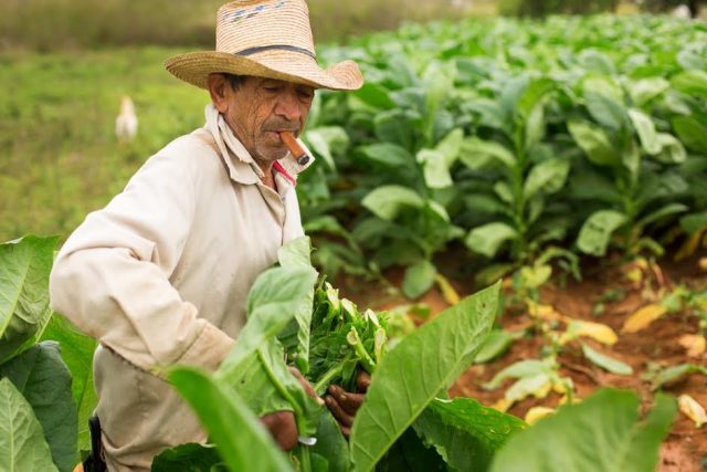 L2F Apr 17 pic Cuba Pinar del Rio Vuelta Abajo tabacco worker