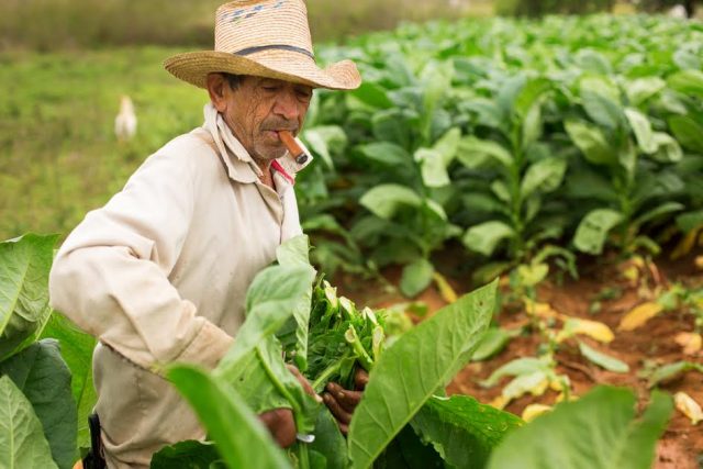 L2F-Apr-17-pic-Cuba-Pinar-del-Rio-Vuelta-Abajo-tabacco-worker-640x427.jpg?profile=RESIZE_930x