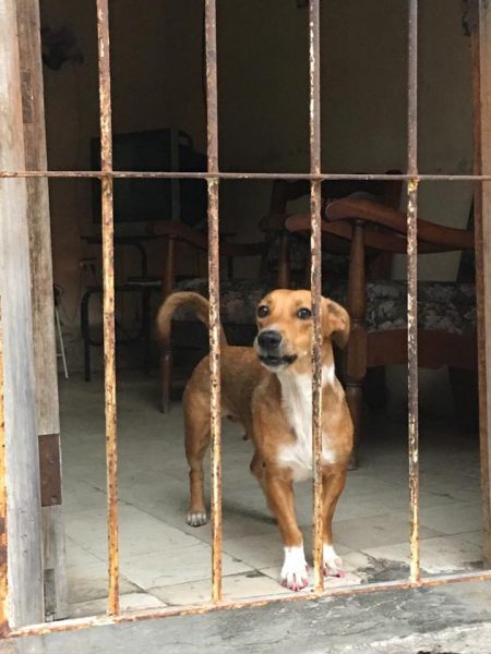 L2F Jun 17 pic Cuba Havana behind bars