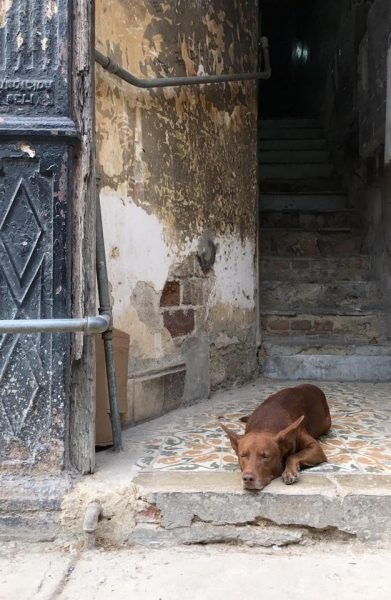 L2F Jun 17 pic Cuba Havana street dogs lying in doorway