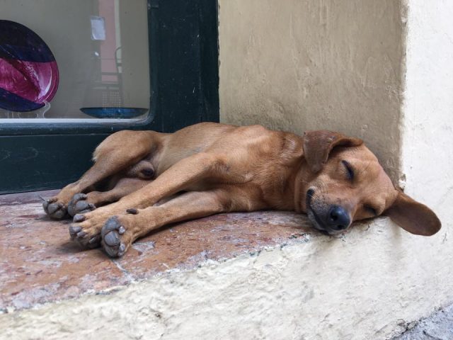 L2F Jun 17 pic Cuba Havana street dogs sleeping on windowsill