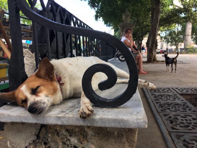 L2F Jun 17 pic Cuba Havana street dogs snoozing Plaza de Armas