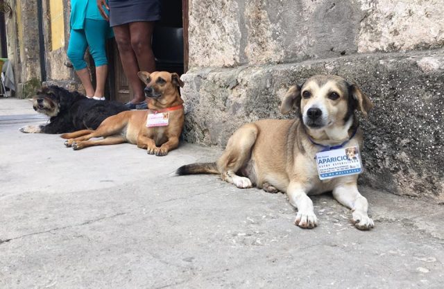 L2F June 17 pic Cuba street dogs Canelita Aparicio Vladimir