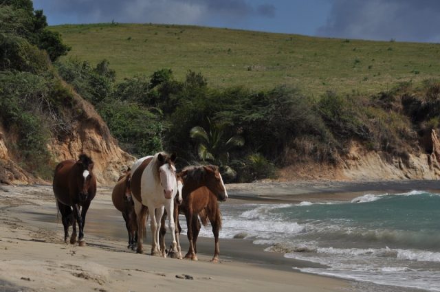 L2F Apr 18 pic Puerto Rico Vieques horse on beach shutterstock_115828672