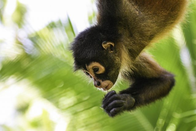 L2F May 18 pic Costa Rica Osa spider monkey shutterstock_613511711