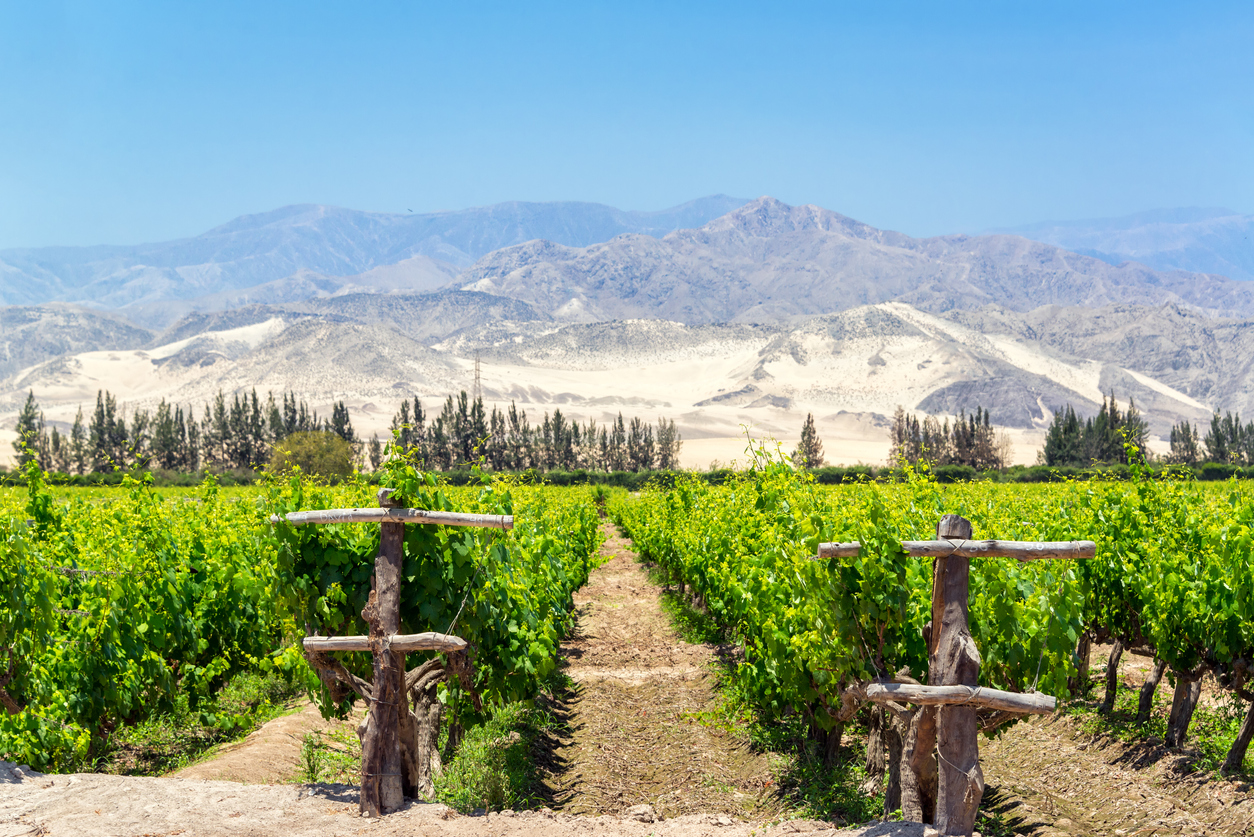 Lush green vineyard for the production of pisco in Ica, Peru with dry sand covered hills in the background