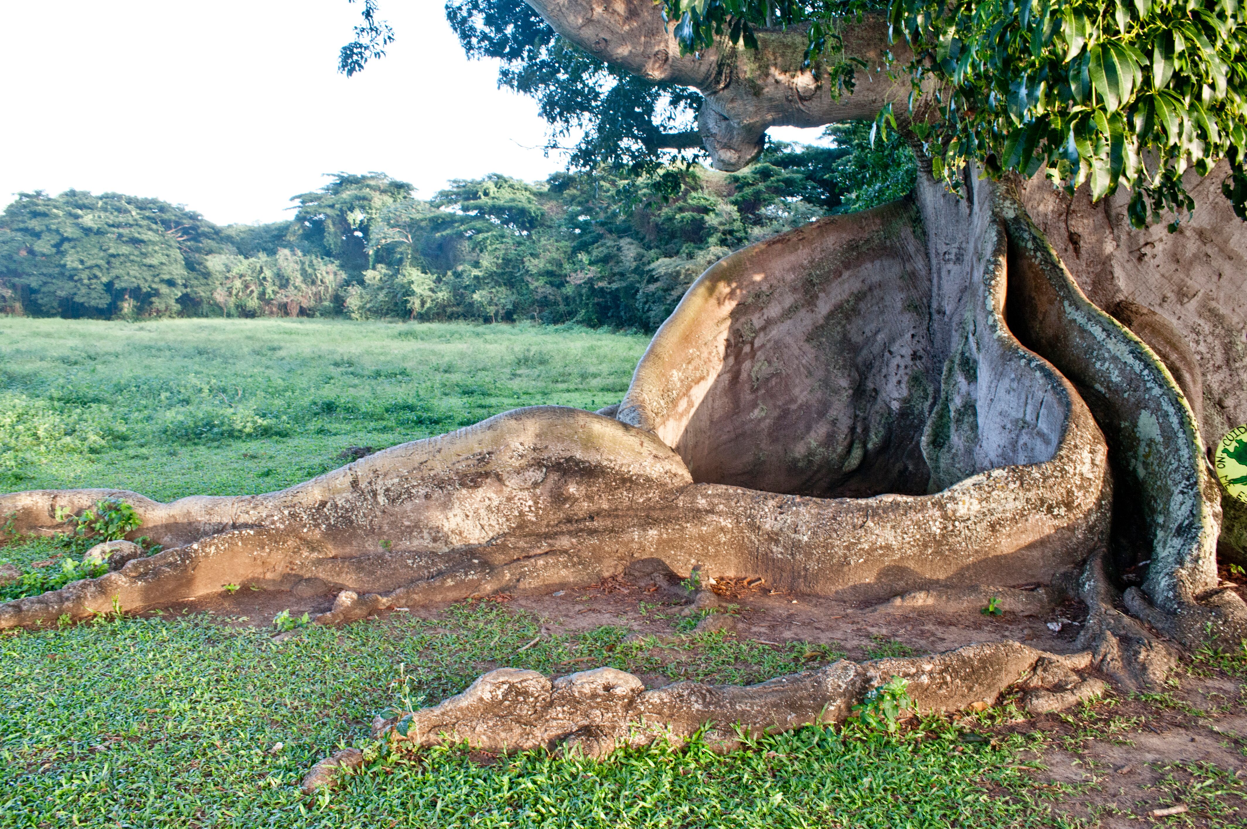 L2F May 19 pic Puerto Rico dining travel book Vieques ceiba roots