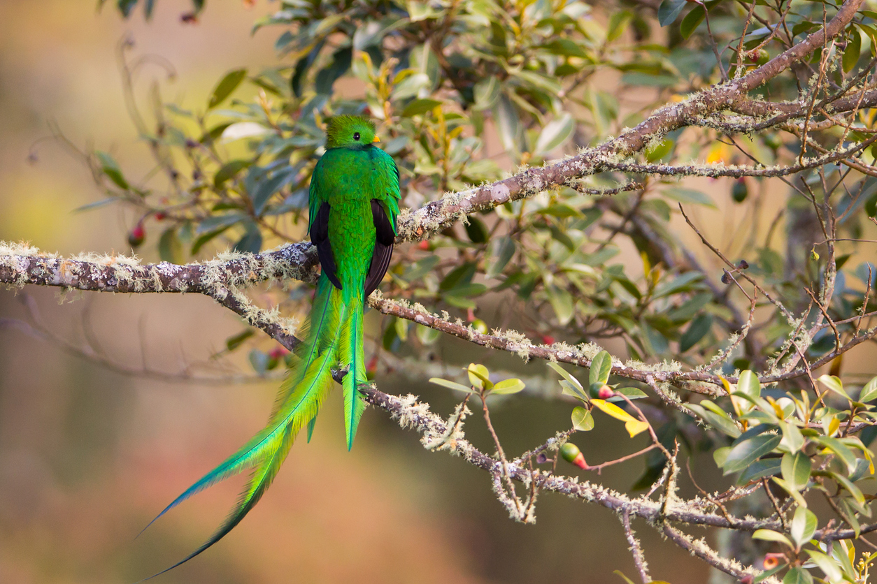 Resplendent Quetzal sitting on a perch digesting wild avocado. This is a adult male, the tail feathers can reach up to 31 inches. Hard to spot bird, lives in Central America
