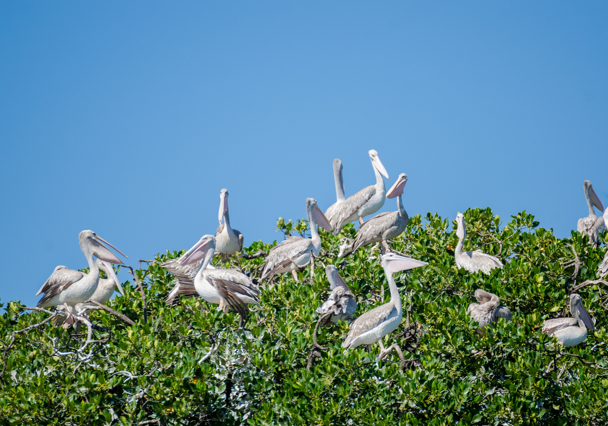 Many pelicans sitting in top of mangrove trees on Pelican Island, Casamance, Senegal, Africa.