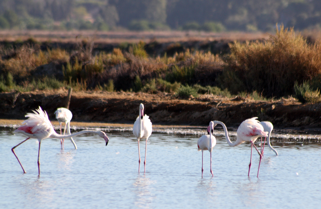 flamingos in water