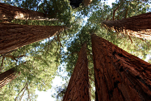 Sequoia National Park