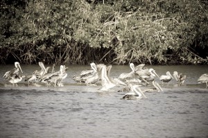 Estero de Jaltepeque