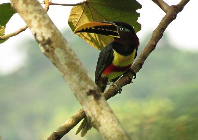 Avistamiento Aves Colombia Biodiversidad Naturaleza-min