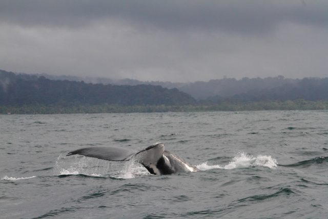 Ballenas Jorobadas Colombia Pacífico Biodiversidad Naturaleza-min-min-min