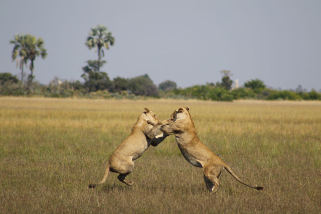 femalelions