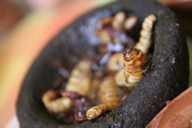 Gusano_Maguey_Comida_Prehispanica_Gastronomia_Mexico