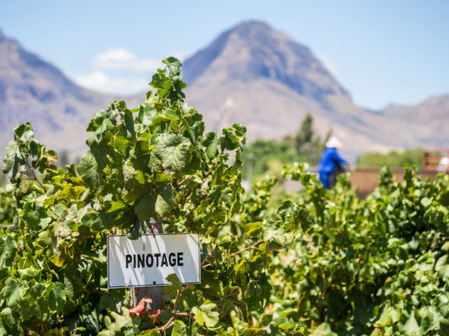 Rua-vino-Sudafrica-Pinotage-Franschhoek-Magdalena Paluchowska-Shutterstock