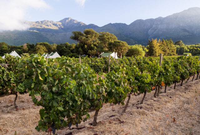 Ruta-vino-Franschhoek-Sudafrica-Magdalena Paluchowska-Shutterstock