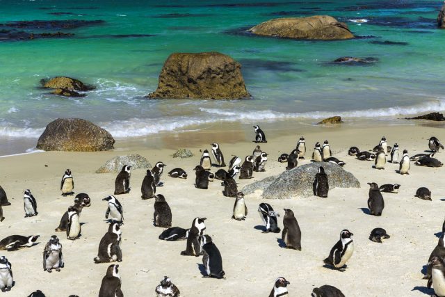 Sudafrica-Simons-Town-pinguinos-WitR-shutterstock